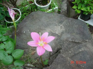 庭のドクダミ草の花
