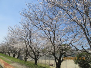 加治木高校の桜