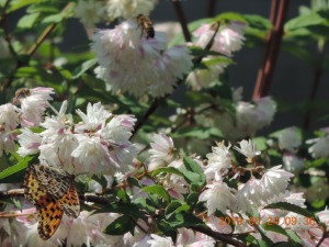 花と蝶と蜂
