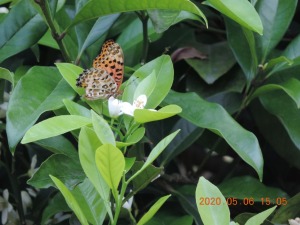 我が家の庭の蝶